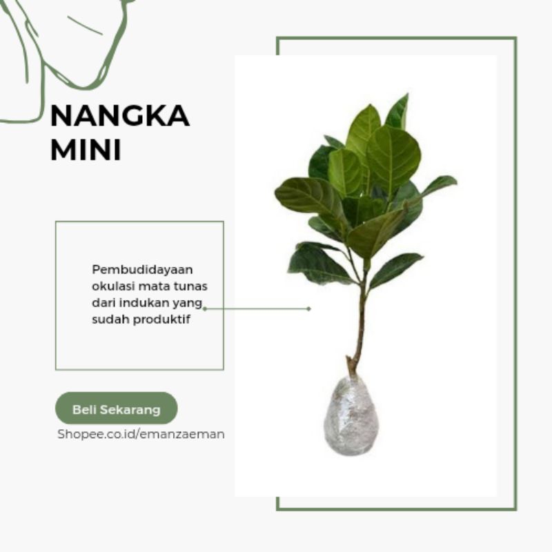 Bibit Nangka Mini Pohon Nangka Mini