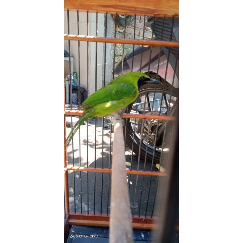 cucak ijo bahan prospek