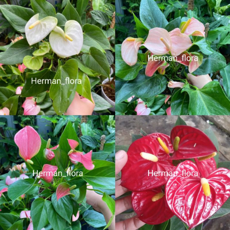 Bibit tanaman hias anthurium bunga mix // anthurium bunga