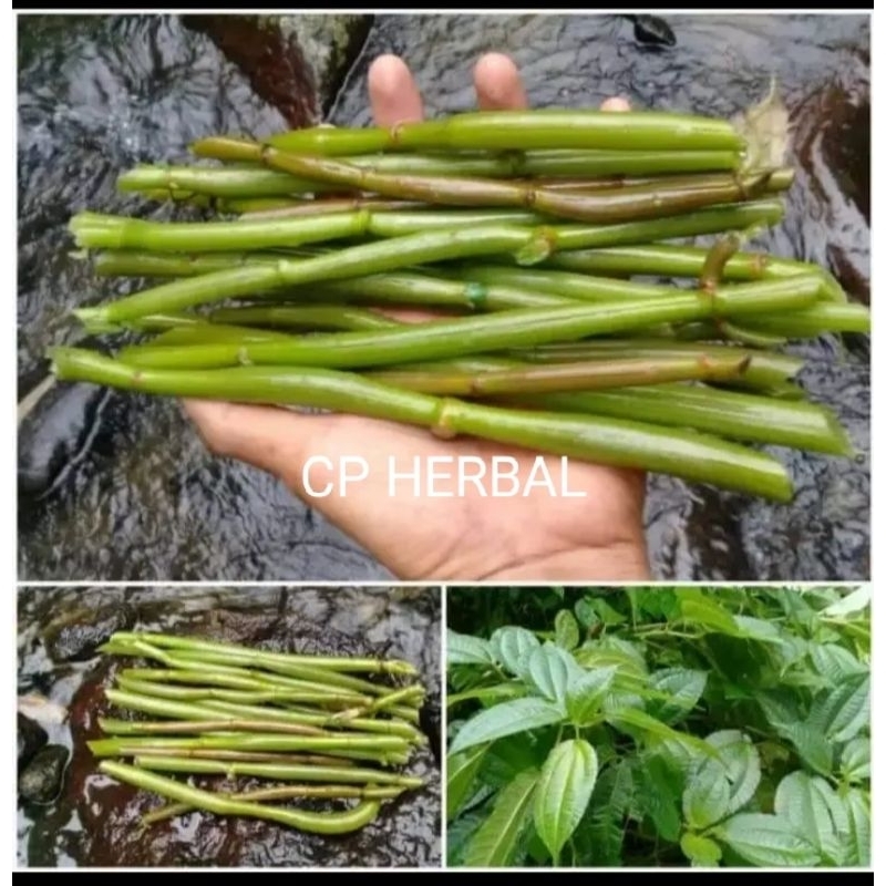 

stek pohpohan murah harga per 1 stek