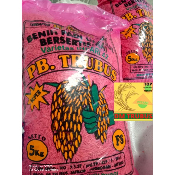 BENIH PADI SUPER INPARI 42 Jumbo Terbaru