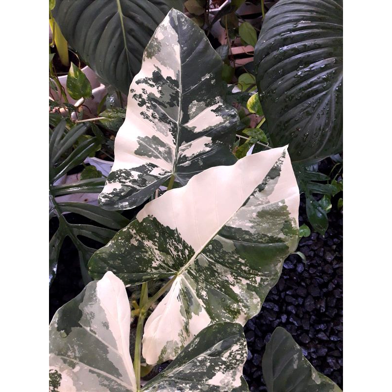 keladi sente varigata