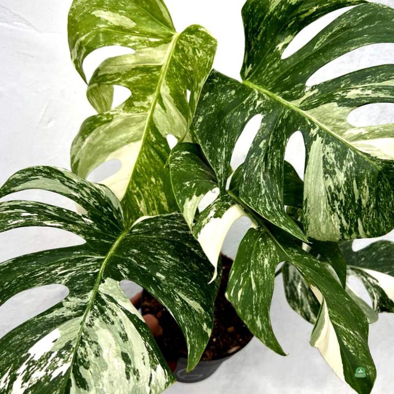 Tanaman MONSTERA VARIEGATA