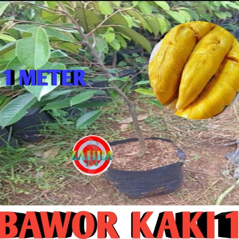 BIBIT DURIAN BAWOR OKULASI 1 METER // DURIAN BAWOR KAKI 1