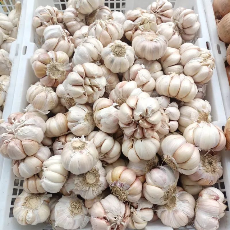 

bawang putih 500gr