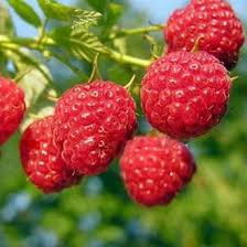 bibit buah raspberry arbei