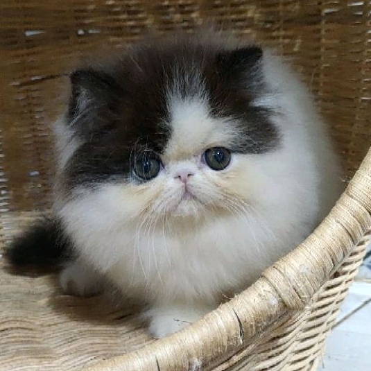 kitten persia peaknose  betina non ped ( PO)