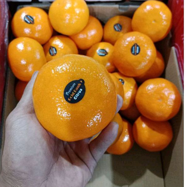 

BUAH JERUK MURCOT MANDARIN MANIS