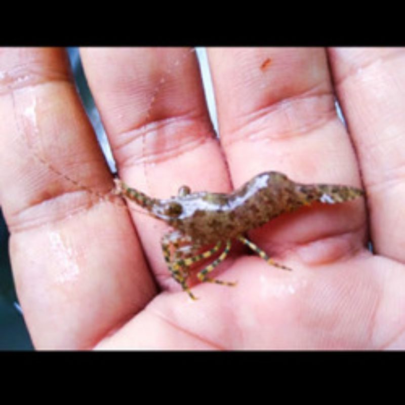 

Udang semar