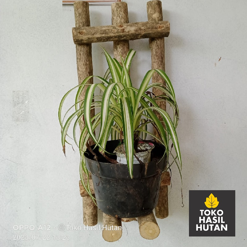 Pot Kayu Batang Kopi (Model Kursi ) Media Tanam & Tatakan Pot Anggrek | Toko Hasil Hutan