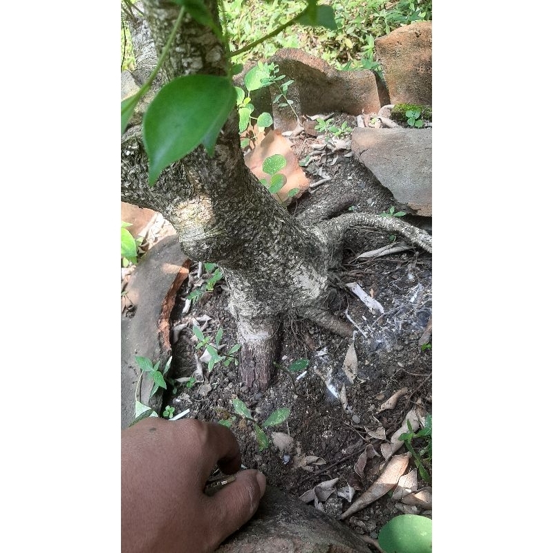 bahan bonsai bonggol ficus kimeng akar muter