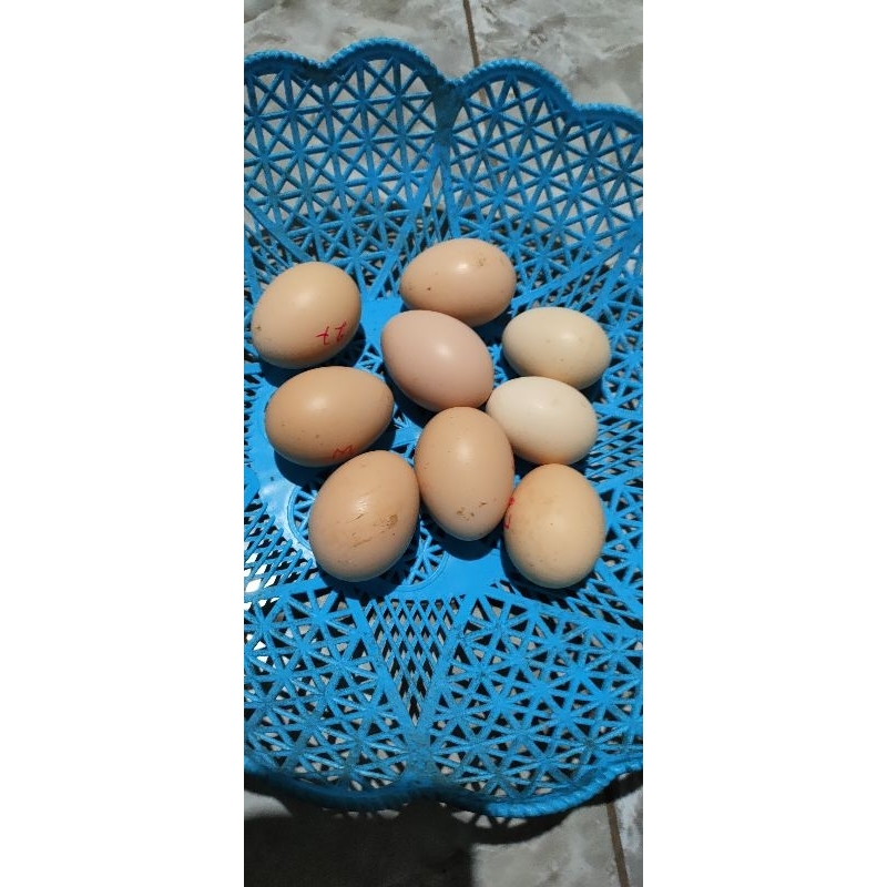 telur fertil Mangon X Pama iq