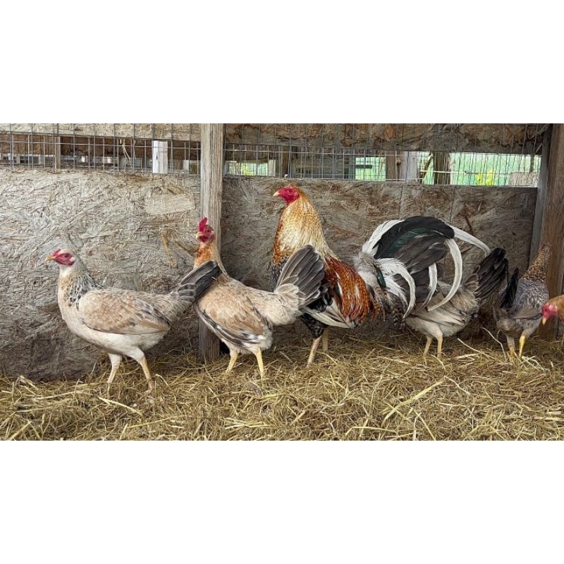 

jual telur ayam pisau ak 37 paket 5 butir