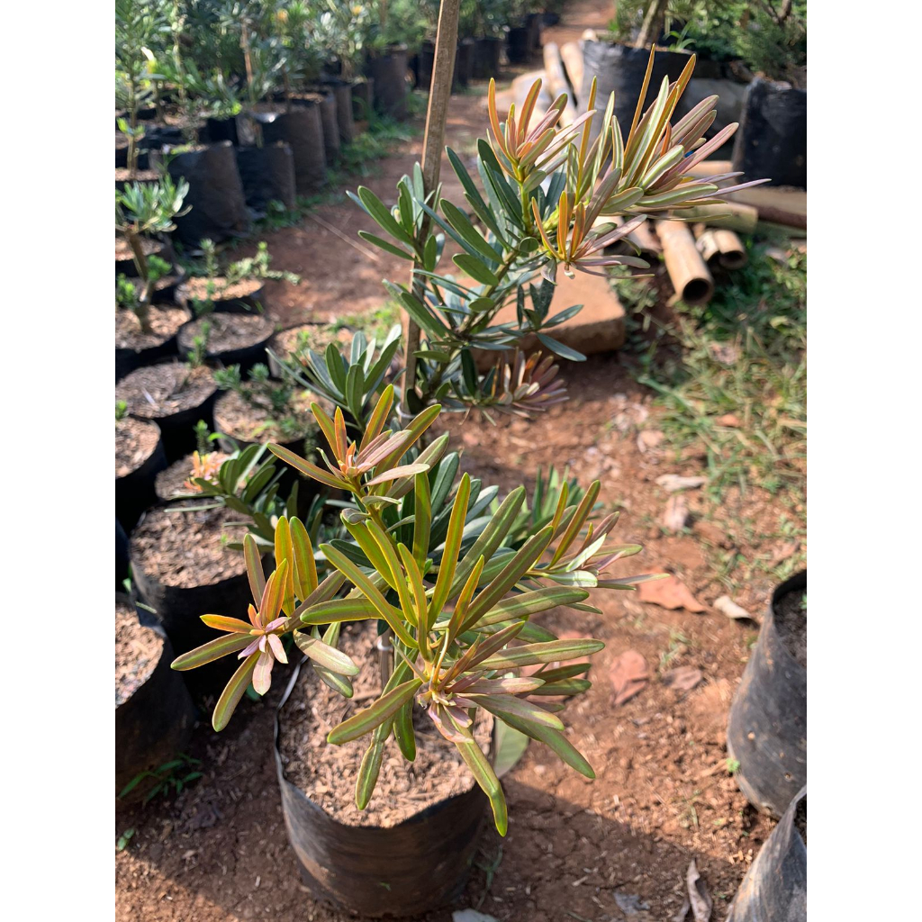 Lohansung Pucuk Pink Original Tinggi 40-50cm Import