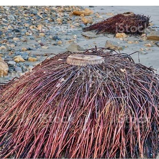 

Akar pohon kelapa segar 500gram herbal organik