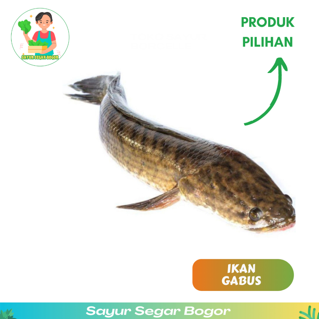 

Ikan Gabus 500gr Ikan Segar gabus segar