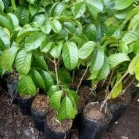 Bibit Duku Palembang