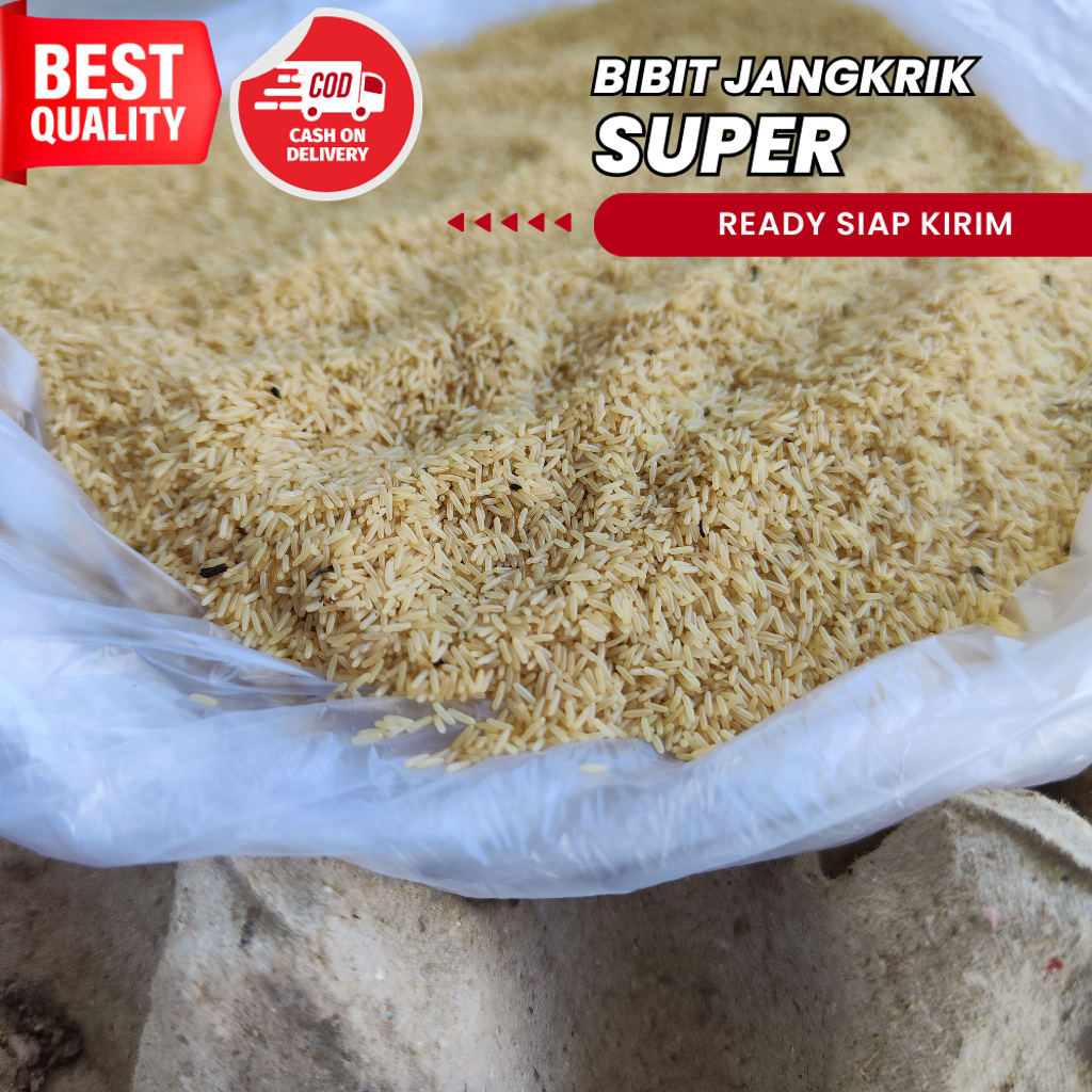 jual telur jangkrik alam siap kirim ke seluruh indonesia jangkrik alam madu super unggul  jual bibit