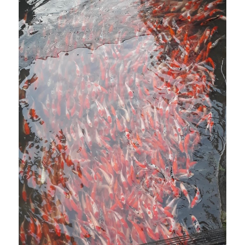 

FISH KOI BEST SELLER 10-12-18 cm