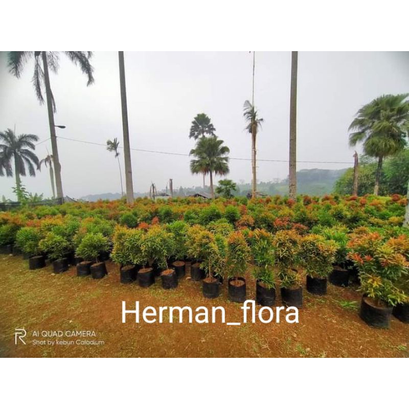 Bibit tanaman hias pucuk merah // tinggi kisaran 20 - 50 cm