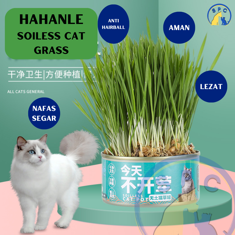 Rumput Kucing HAHANLE Premium Pet Grass Kaleng Soiless tanpa Tanah