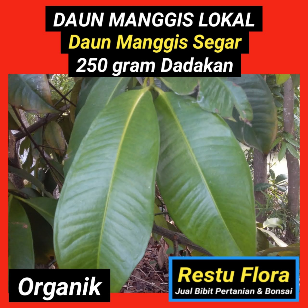 

Daun MANGGIS Segar Organik 250gram