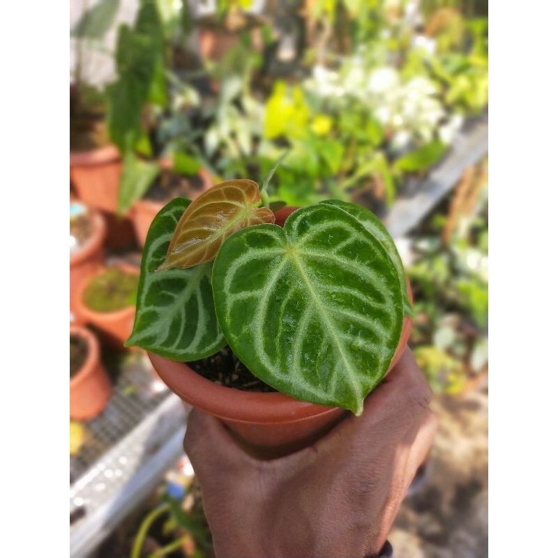 anthurium dorayaki