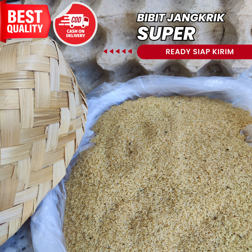 jual telur jangkrik alam jambi kualitas super unggul 100% menetas bibit telur jangkrik alam telur ja