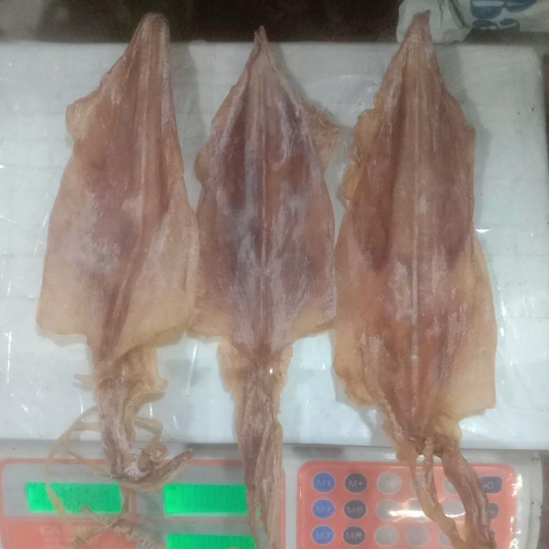 

sotong pangkong