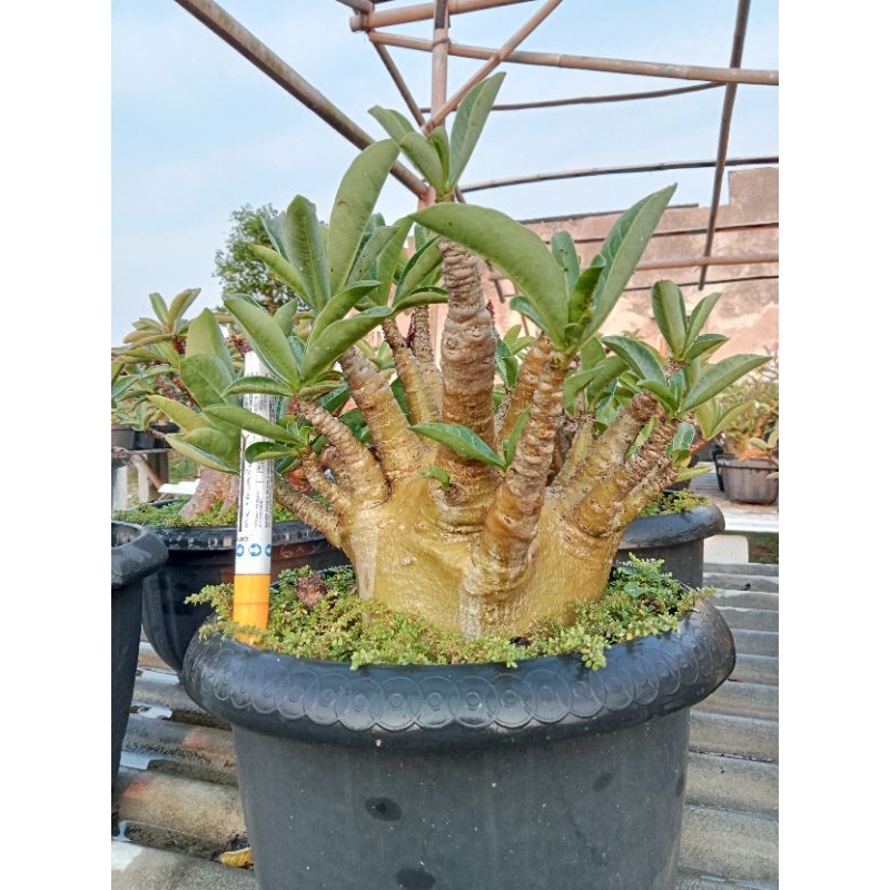 GODJI x WKL (Adenium Arabicum/Karakter)