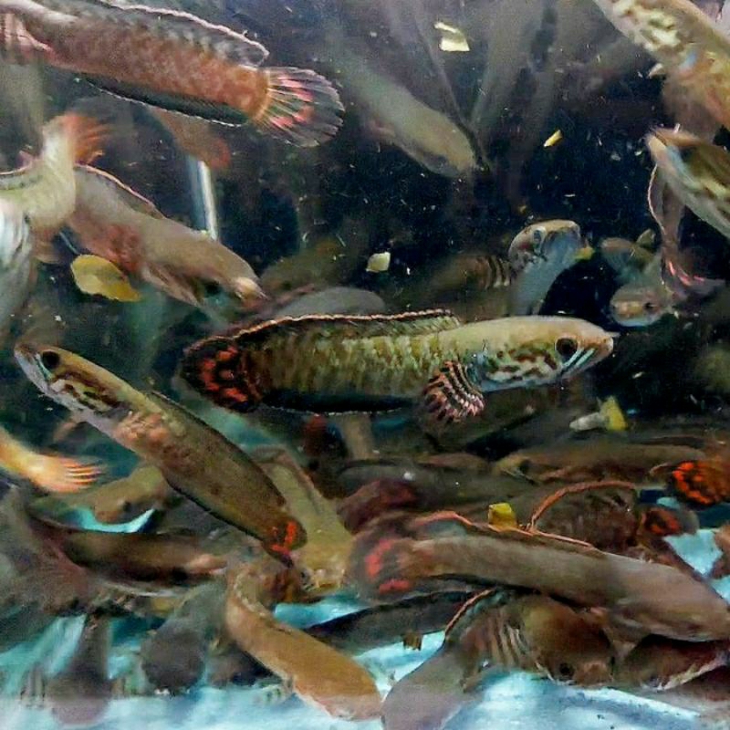 

ikan chana bleheri rim tebal size 9-13