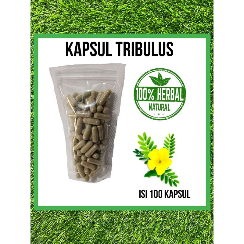 Kapsul Tribulus isi 100 ALAMI 100% MEMBETUK OTOT LEBIH CEPAT -BERAHI
