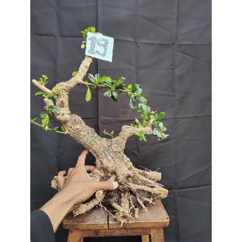 bonsai hokianti