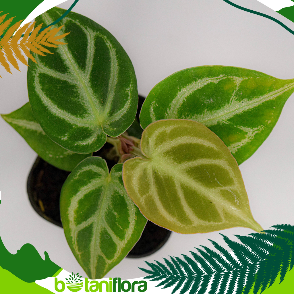 Anthurium Dorayaki Silver| Kuping Gajah Dorayaki| Kuping Gajah Silver| Bibit Kuping Gajah| Anthurium