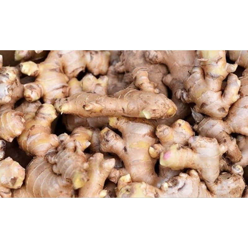 

Jahe Emprit Fresh 200gr/500gr