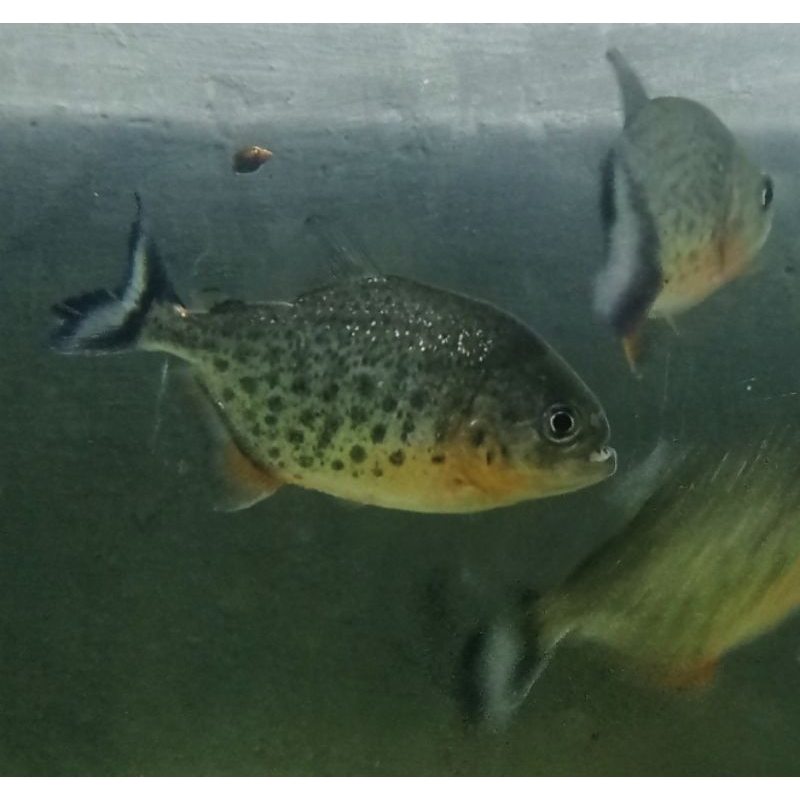 RBP Piranha | Red Bellied Piranha