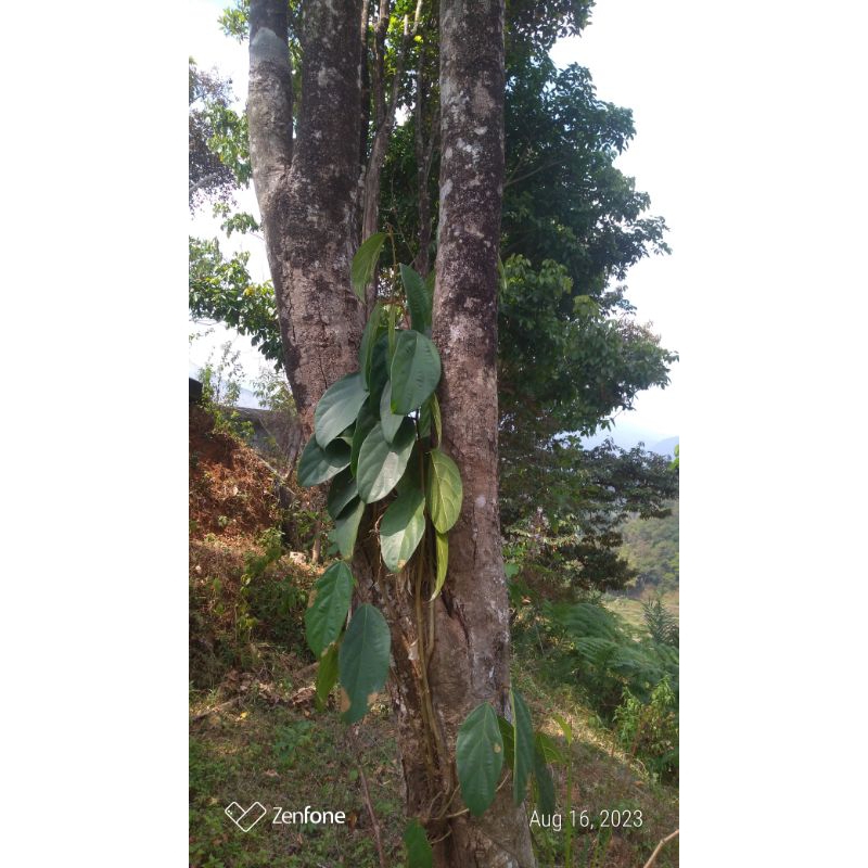 

Daun benalu pohon cengkeh seger obat herbal