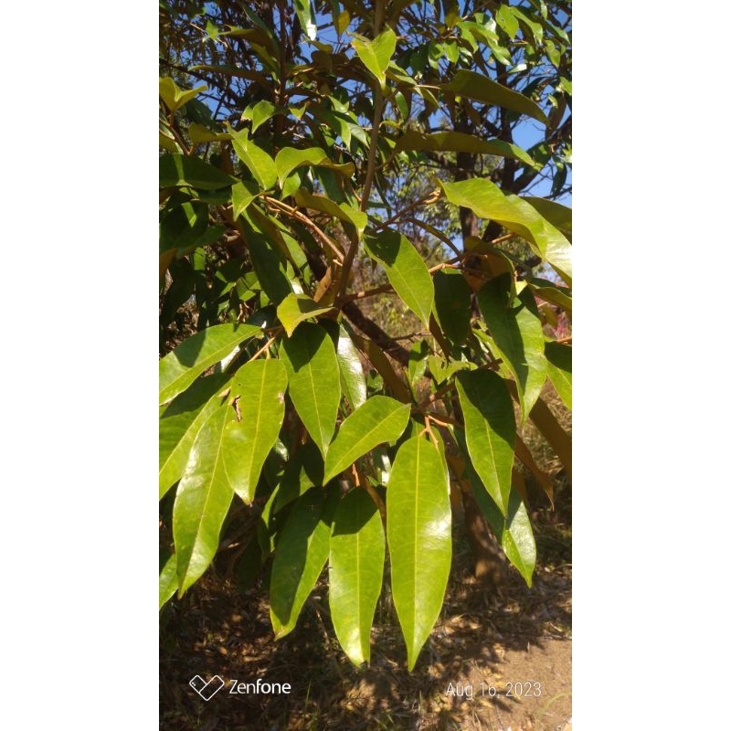 

Daun durian segar organik obat herbal 100 lembar