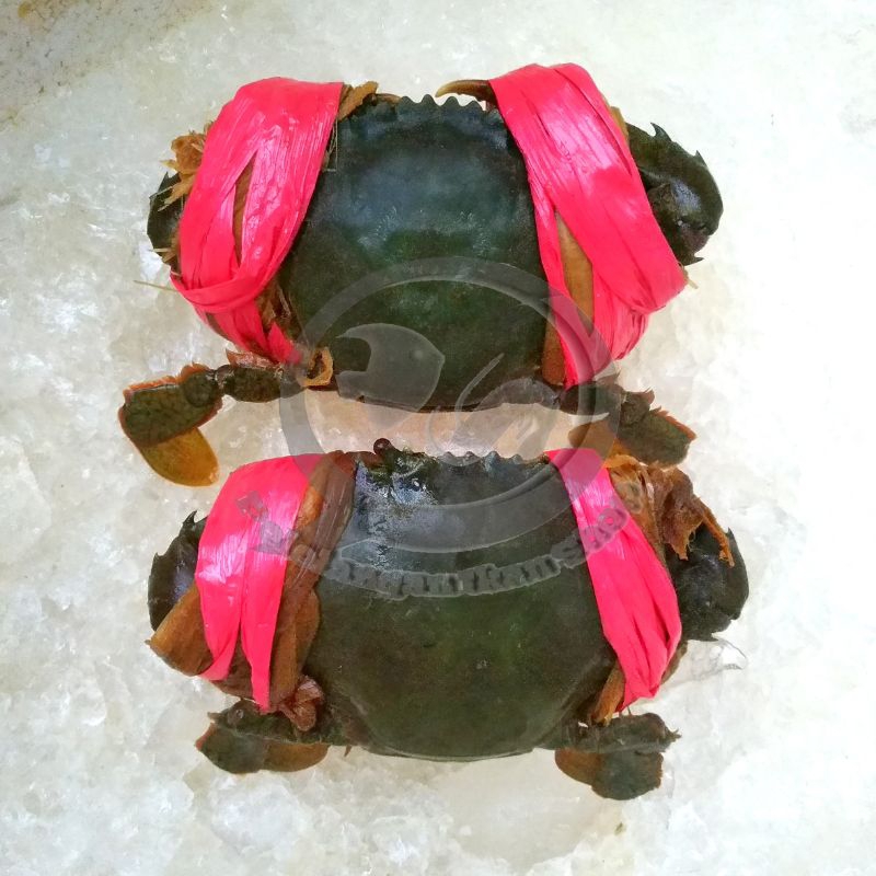 

Kepiting Bakau Hidup 1 kg