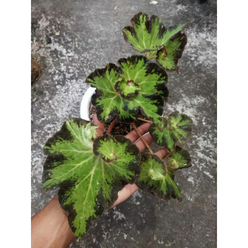 begonia varigata