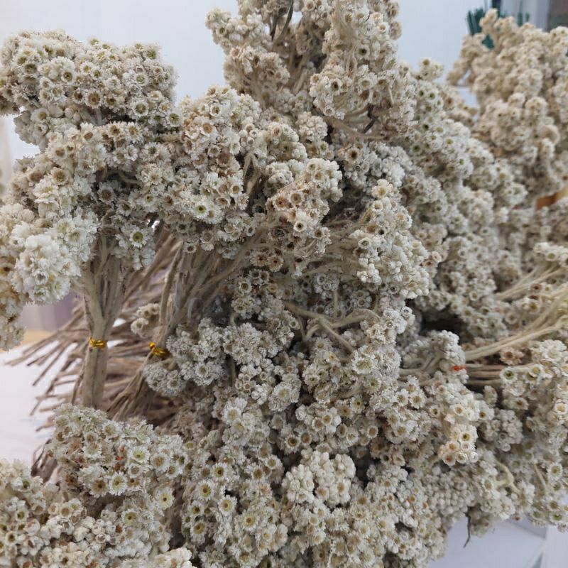 Bunga Edelweis UNTUK BUKET Bahan Mahar RUSTIC BUNGA ABADI Bahan Buket Bunga Buket Bunga Hampers Bung