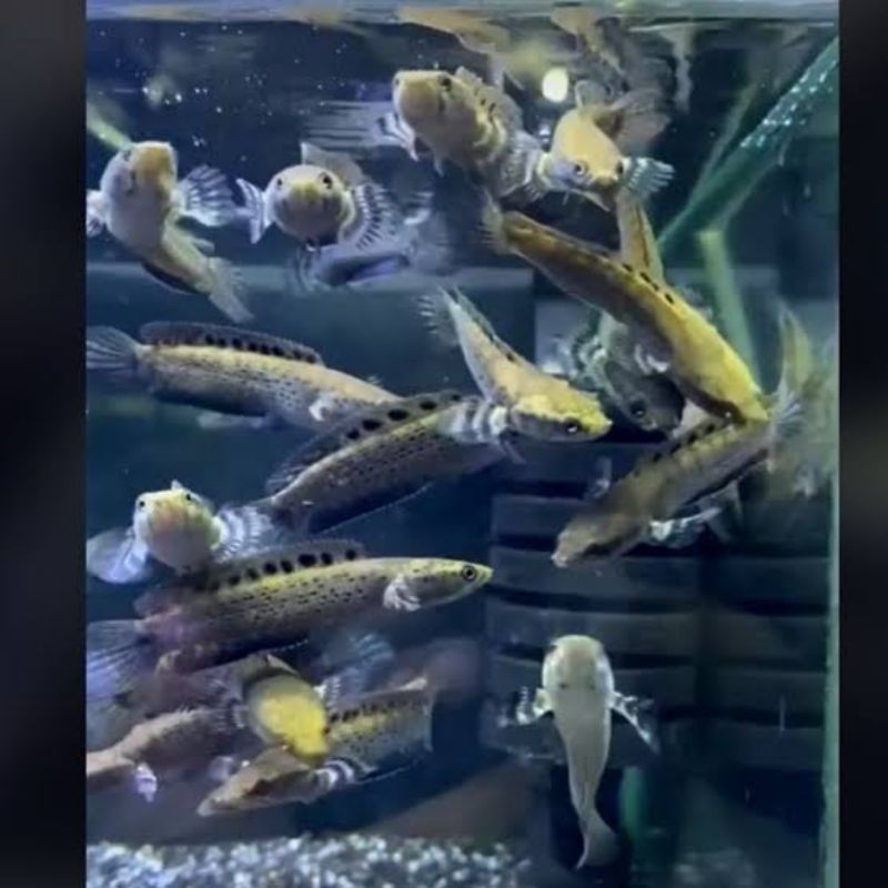 JOSJIS PULCRA CALON JUARA KONTES