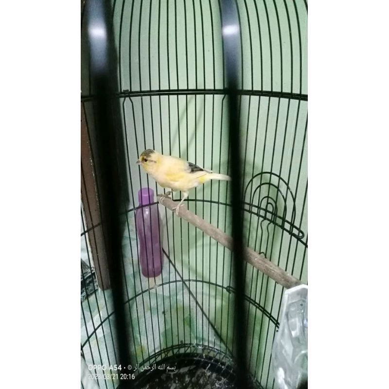 ocehan kenari AF gacoran