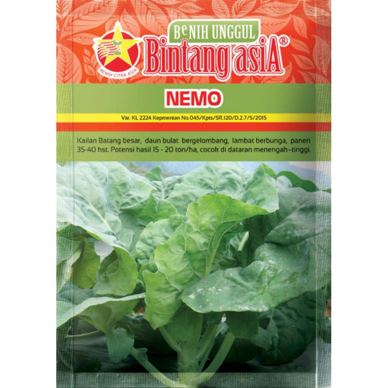 Bibit - Benih Kailan batang besar daun bulat bergelombang Nemo (Bintang Asia)