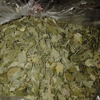 

MURAH DAUN CEREMAI KERING/PHYLLANTHUS ACIDUSP 250 GRAM