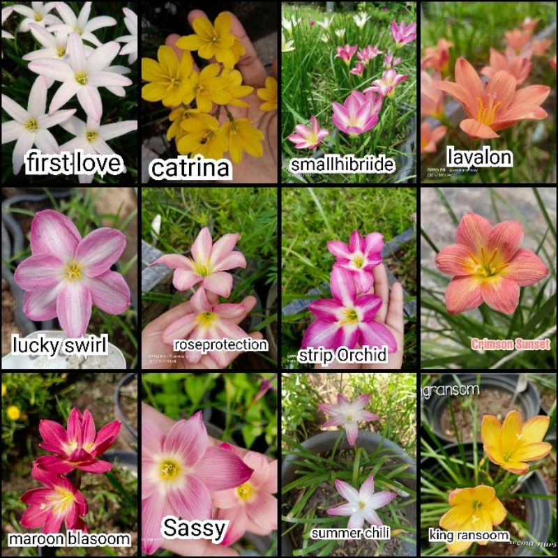 Paket rain lily impor.umbi rain lily.bunga rainlily.