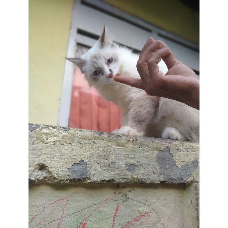 lepas adopt/ open adopt jantan / adopsi kucing