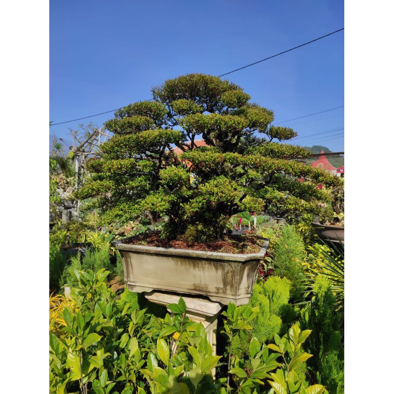 TANAMAN JADI BONSAI CENDRAWASIH