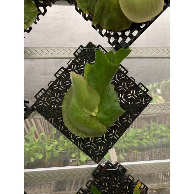 platycerium atau simbar menjangan grande sulawesi, beserta papan tinggal gantung saja