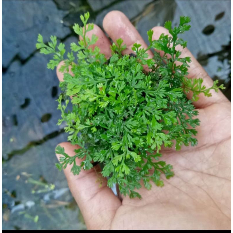 tanaman aquascape/paludarium.terarium bolbitis heteroclita difformis( bolbitis mini